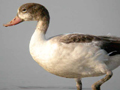 Common Shelduck